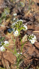 Cryptantha