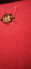 Antiteuchus