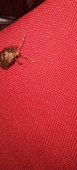 Antiteuchus