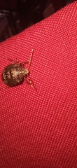Antiteuchus