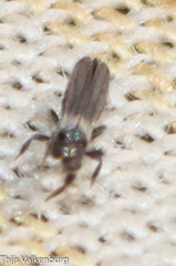 Thripidae