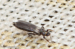 Thripidae