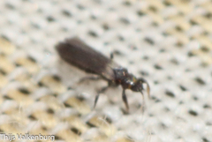 Thripidae