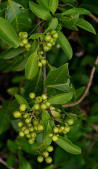 Coelospermum paniculatum paniculatum