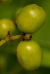Coelospermum paniculatum paniculatum