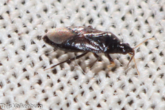 Anthocoridae