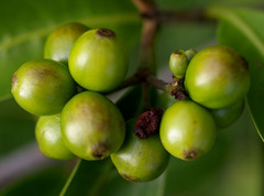 Coelospermum paniculatum paniculatum