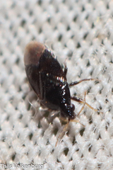 Anthocoridae