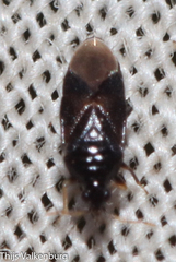 Anthocoridae