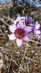 Leucocoryne purpurea