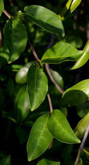 Coelospermum paniculatum paniculatum