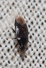 Anthocoridae