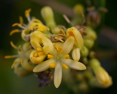 Coelospermum paniculatum paniculatum