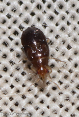 Anthocoridae