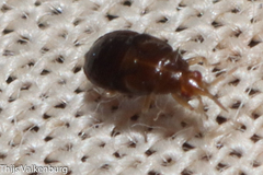 Anthocoridae