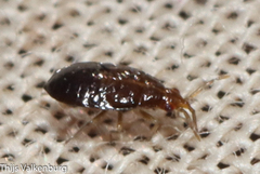 Anthocoridae