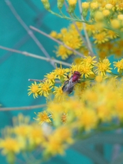 Augochloropsis tupacamaru