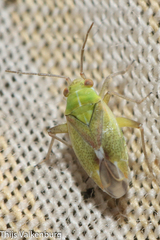 Conostethus venustus