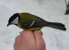 Parus major major