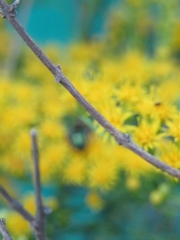 Augochloropsis tupacamaru