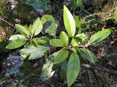 Deeringia arborescens