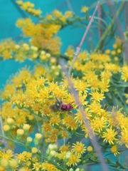 Augochloropsis tupacamaru