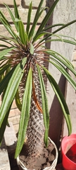 Pachypodium lamerei
