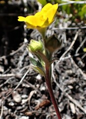 Potentilla glaucophylla