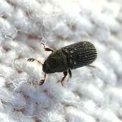 Phloeotribus dentifrons