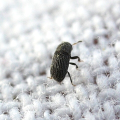 Phloeotribus dentifrons