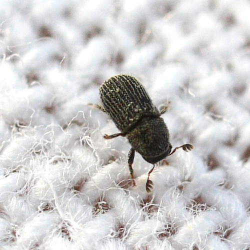 Tooth-foreheaded Bark Weevil