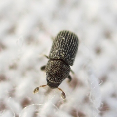 Phloeotribus dentifrons