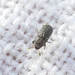 Phloeotribus dentifrons