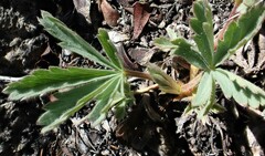 Potentilla glaucophylla
