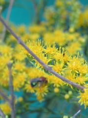 Augochloropsis tupacamaru