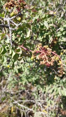 Anisomeria littoralis