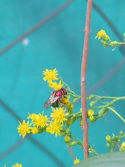 Augochloropsis tupacamaru