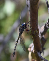 Austroaeschna multipunctata
