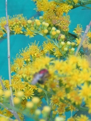 Augochloropsis tupacamaru