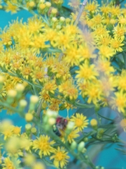 Augochloropsis tupacamaru