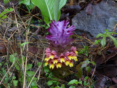 Curcuma inodora