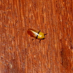 Monecphora cingulata
