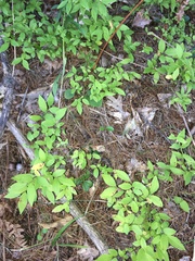 Lonicera canadensis
