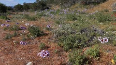 Leucocoryne purpurea