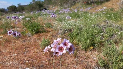 Leucocoryne purpurea