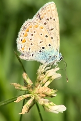Polyommatus icarus