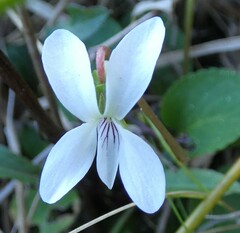 Viola lanceolata