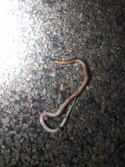 Suta nigriceps