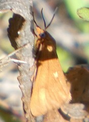 Virbia aurantiaca