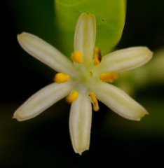 Coelospermum paniculatum paniculatum